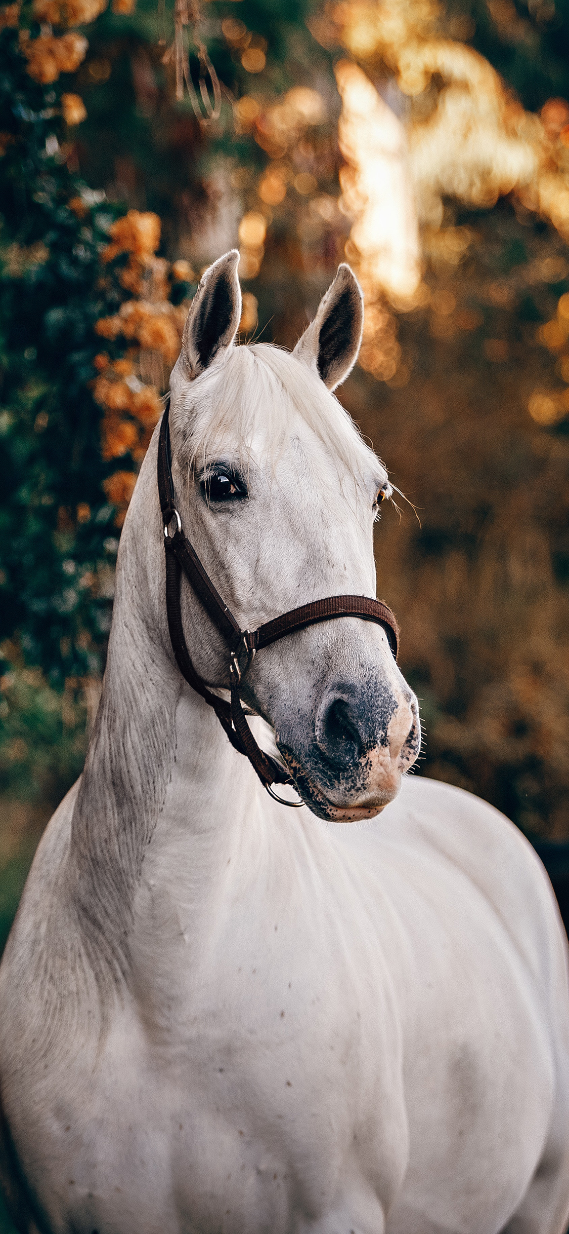 [2436×1125]白马 驹 马匹 丛林 苹果手机壁纸图片