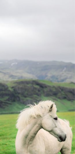 [2436x1125]白马 驹 鬃毛 草原 苹果手机壁纸图片