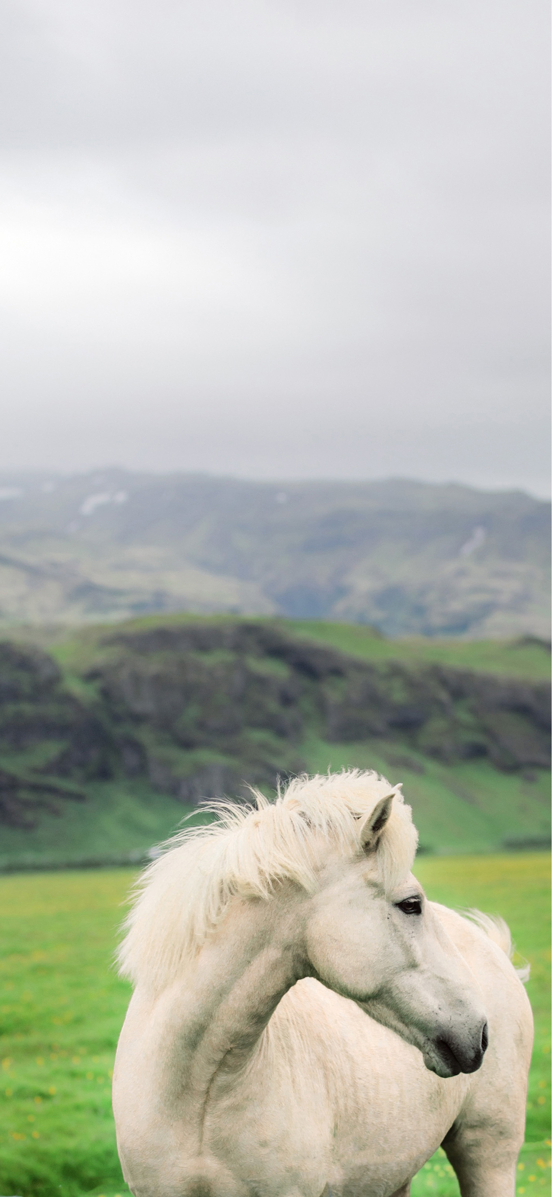 [2436×1125]白马 驹 鬃毛 草原 苹果手机壁纸图片