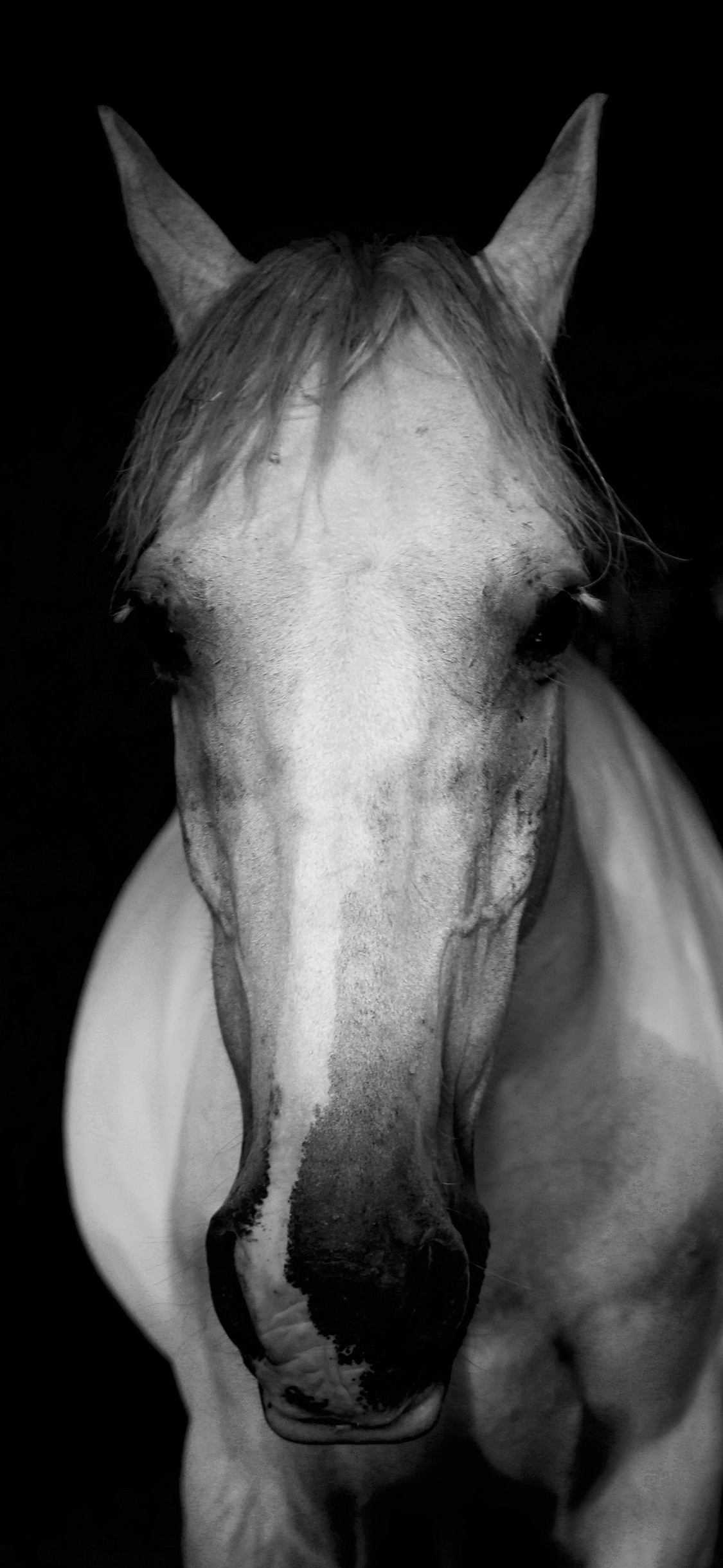 [2436×1125]白马 驹 黑白 骏马 苹果手机壁纸图片