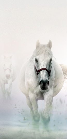 [2436x1125]白驹 雪地 马 奔跑 苹果手机壁纸图片