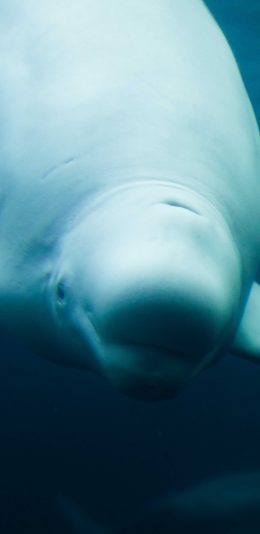 [2436x1125]白鲸 水族馆 海洋生物 苹果手机壁纸图片