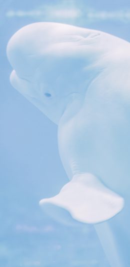 [2436x1125]白鲸 蓝色 水族 海洋生物 苹果手机壁纸图片
