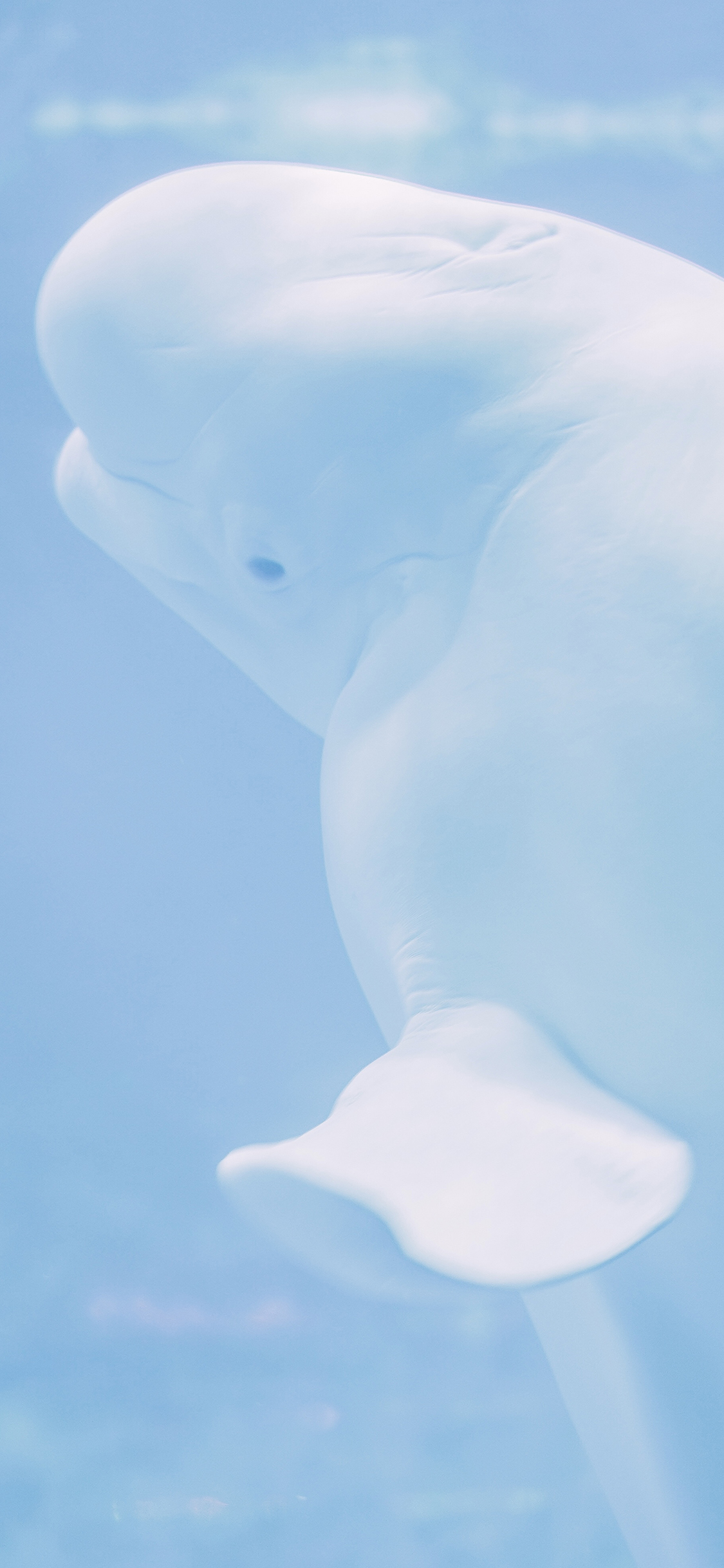 [2436×1125]白鲸 蓝色 水族 海洋生物 苹果手机壁纸图片