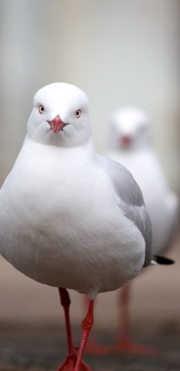 [2436x1125]白鸽 信鸽 洁白 呆萌 苹果手机壁纸图片
