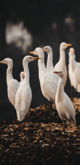 [2436x1125]白鹭 群居 羽毛 迁徙 苹果手机壁纸图片