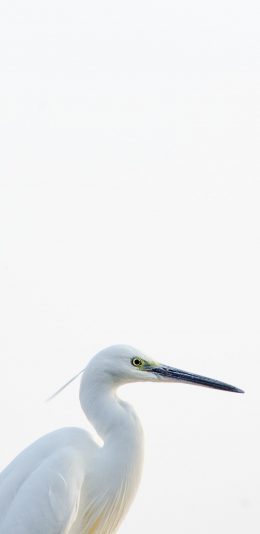 [2436x1125]白鹭 鸟类 飞鸟 白 苹果手机壁纸图片