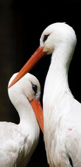 [2436x1125]白鹳 送子鸟 德国国鸟 长途迁移性鸟类 苹果手机壁纸图片