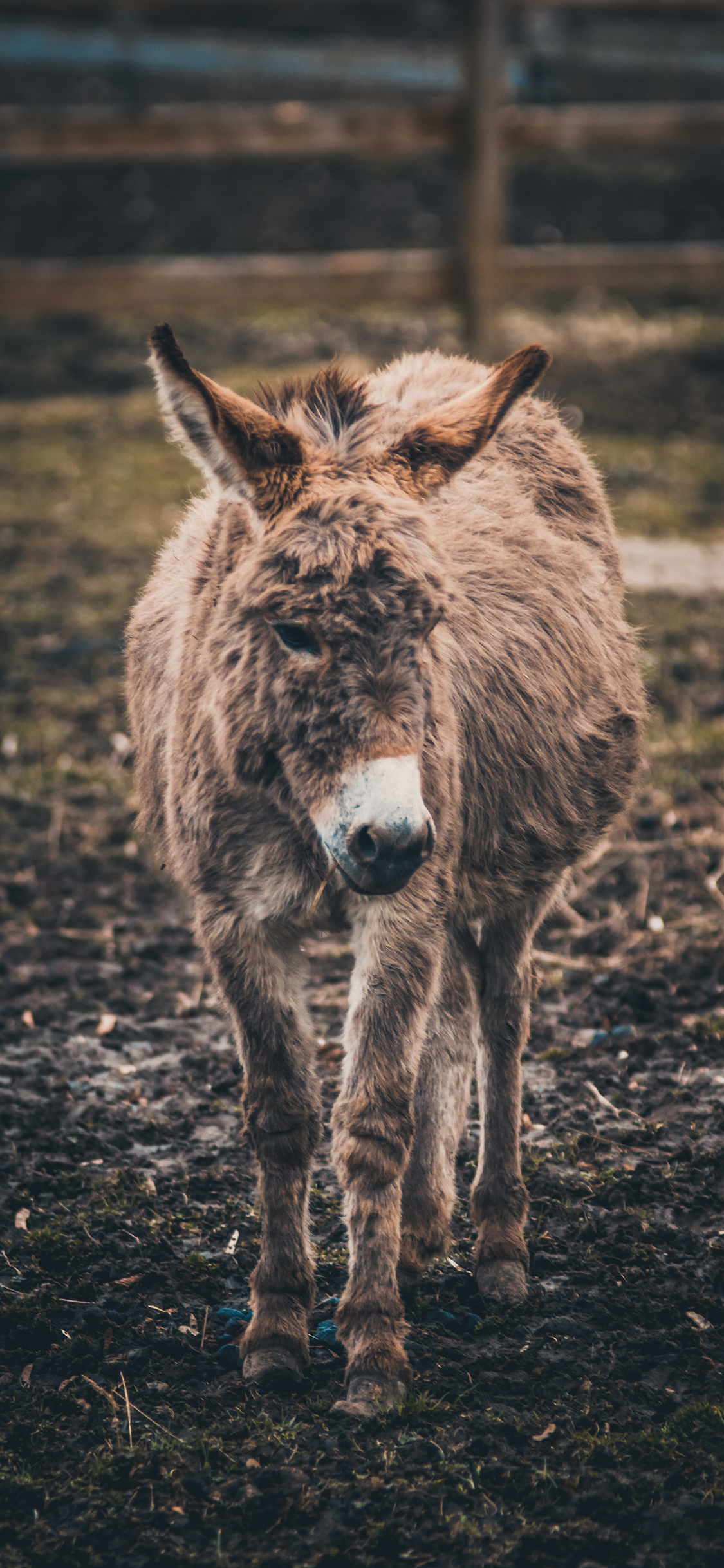 [2436×1125]皮毛 驴 牲畜 放牧 苹果手机壁纸图片