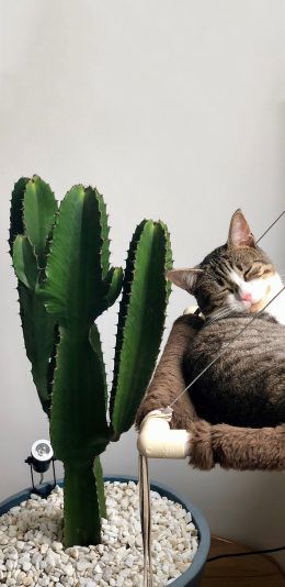 [2436x1125]盆栽 仙人掌 猫咪 睡觉 苹果手机壁纸图片