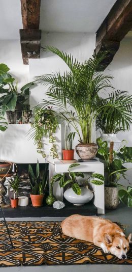 [2436x1125]盆栽 绿化 狗狗 柯基犬 苹果手机壁纸图片