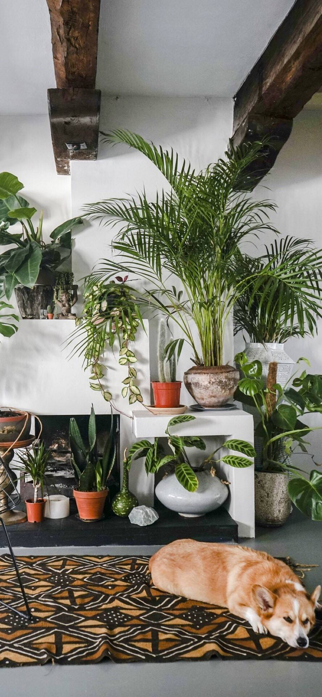 [2436×1125]盆栽 绿化 狗狗 柯基犬 苹果手机壁纸图片