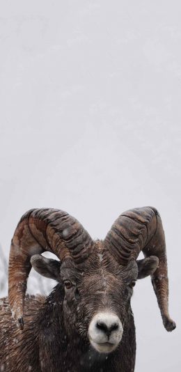 [2436x1125]盘羊 山地动物 羊角 苹果手机壁纸图片