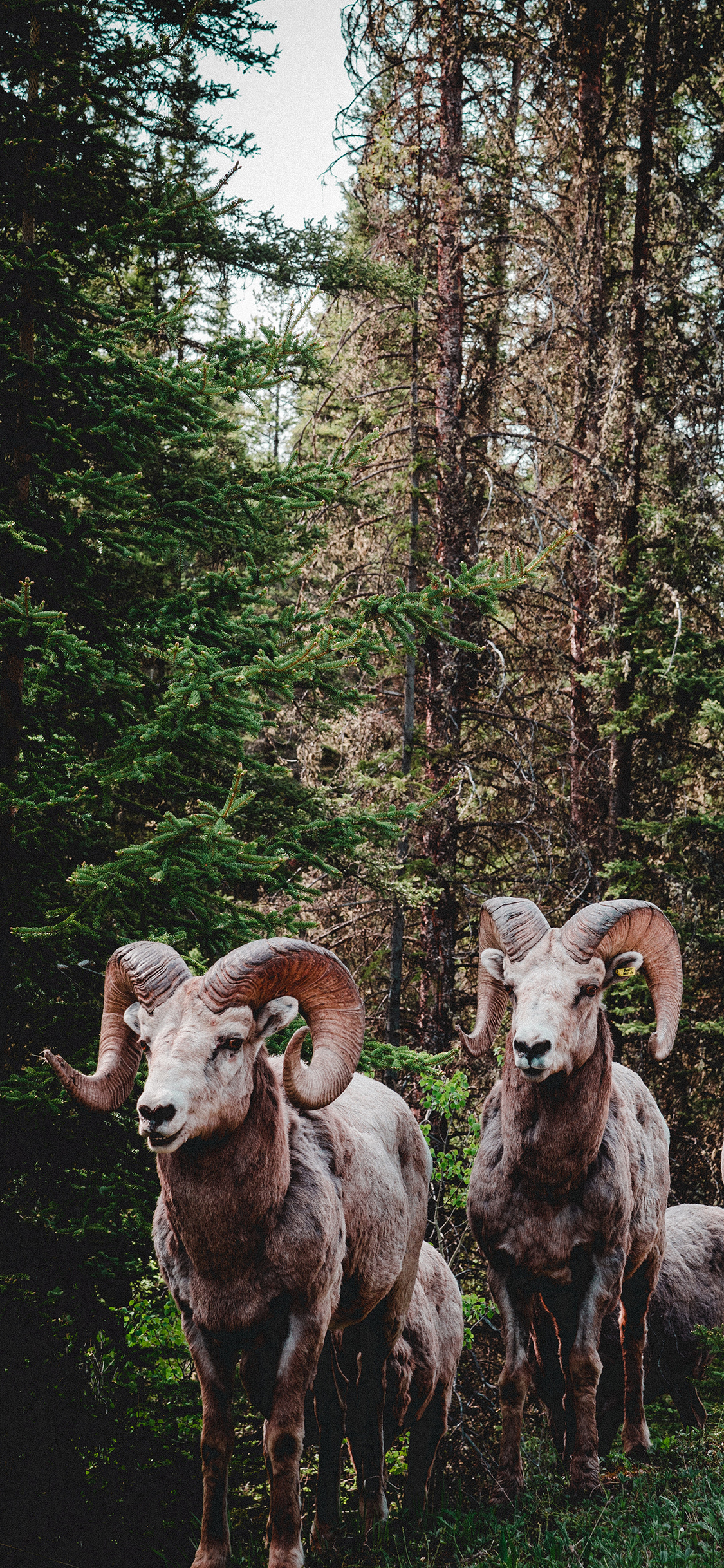 [2436×1125]盘羊 羊角 树林 户外 苹果手机壁纸图片