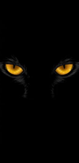 [2436x1125]眼睛 凶猛 猫科 黑色 苹果手机壁纸图片
