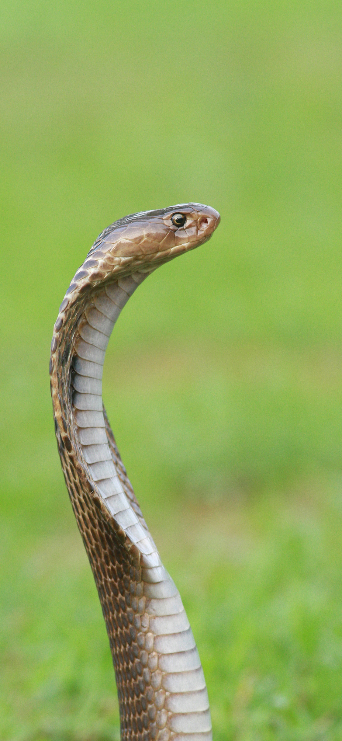 [2436×1125]眼镜蛇 爬行 冷血 草地 苹果手机壁纸图片