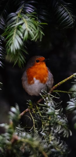 [2436x1125]知更鸟 欧亚鸲 栖息 树干 羽毛 黑暗 苹果手机壁纸图片