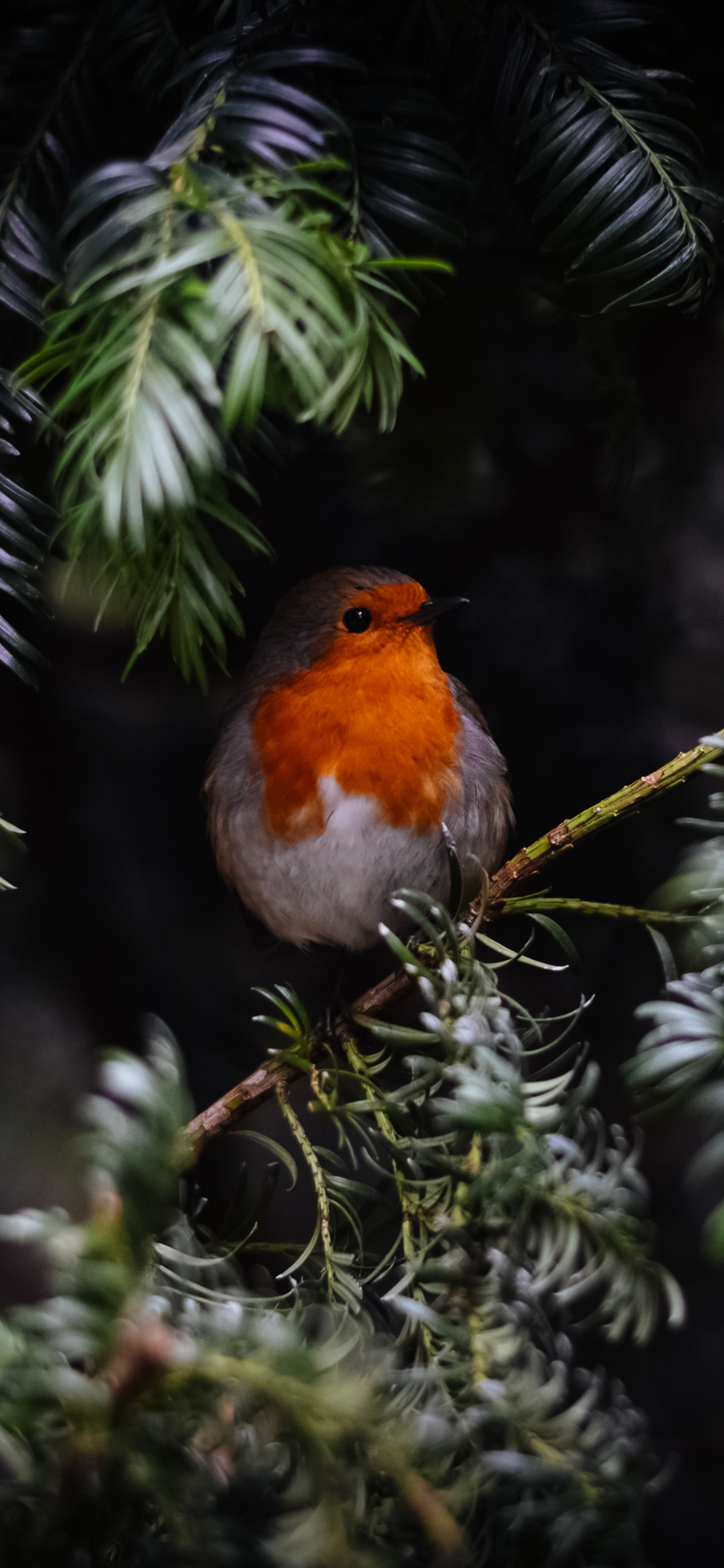 [2436×1125]知更鸟 欧亚鸲 栖息 树干 羽毛 黑暗 苹果手机壁纸图片