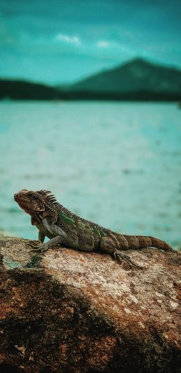 [2436x1125]石头 变色龙 爬行动物 苹果手机壁纸图片