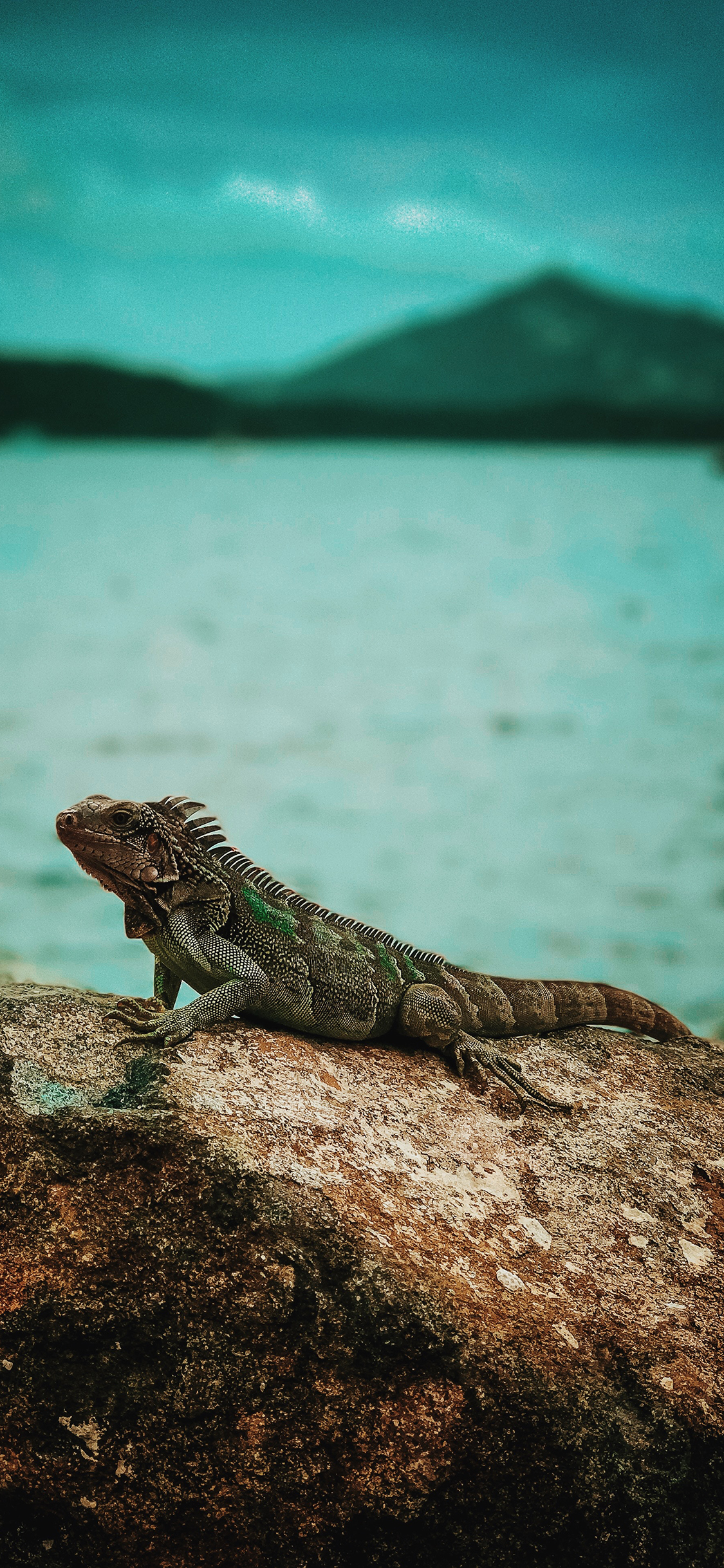[2436×1125]石头 变色龙 爬行动物 苹果手机壁纸图片