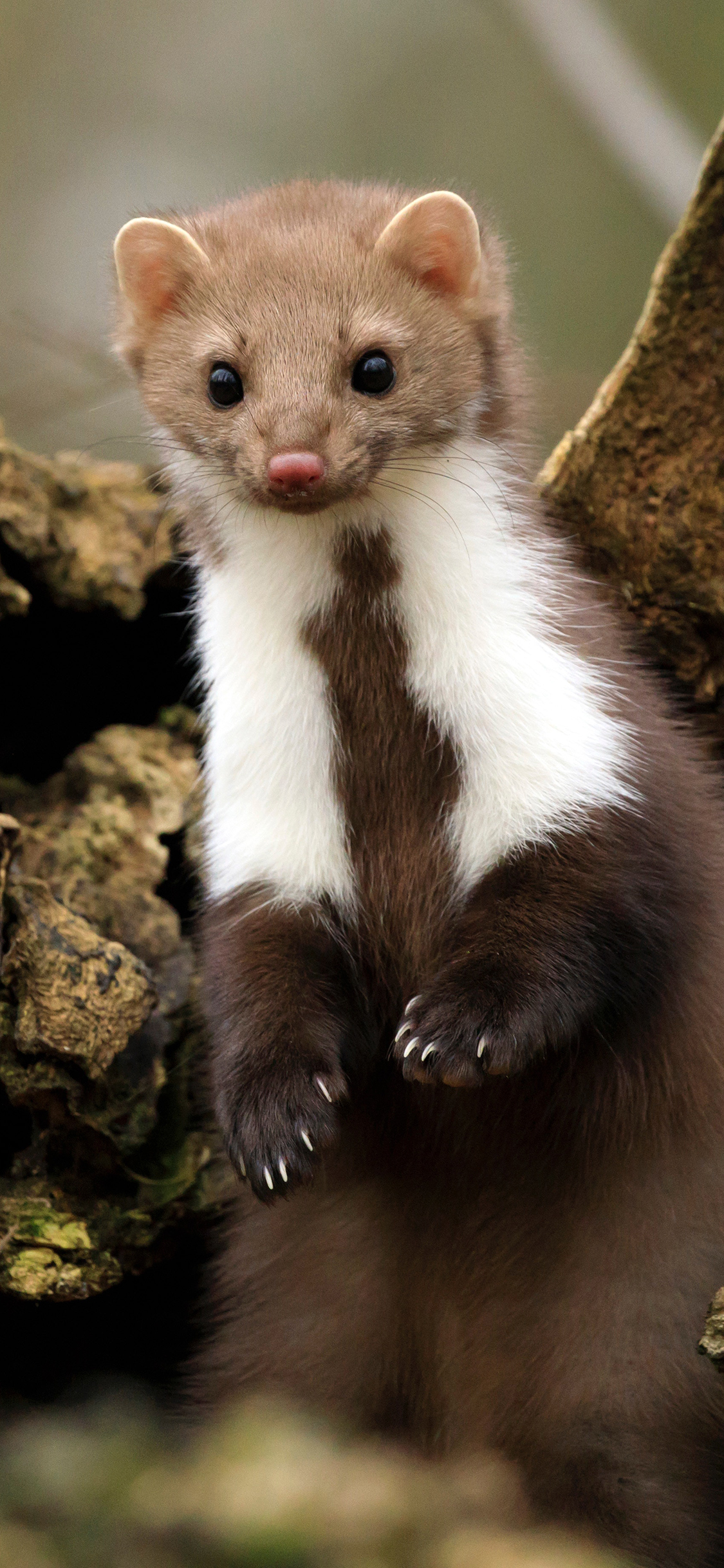 [2436×1125]石貂 岩貂 哺乳 皮毛 苹果手机壁纸图片