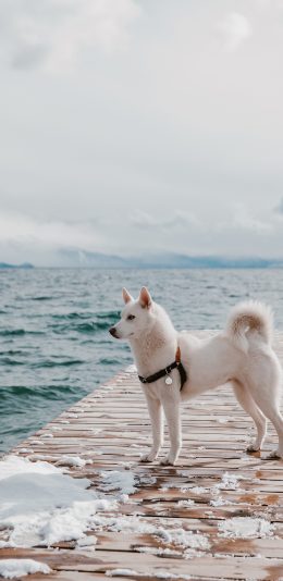 [2436x1125]码头 雪地 宠物 项圈 狗 苹果手机壁纸图片