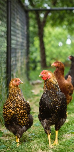 [2436x1125]禽类 公鸡 母鸡 走地鸡 草地 苹果手机壁纸图片