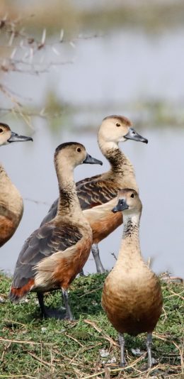 [2436x1125]禽类 家禽 河岸 鸭 幼仔 苹果手机壁纸图片