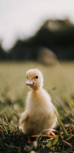 [2436x1125]禽类 小鸭子 草地 幼仔 苹果手机壁纸图片