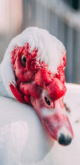 [2436x1125]禽类 番鸭 疣鼻栖鸭 素食 苹果手机壁纸图片