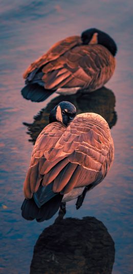 [2436x1125]禽类 羽毛 水面 休憩 鸟 苹果手机壁纸图片