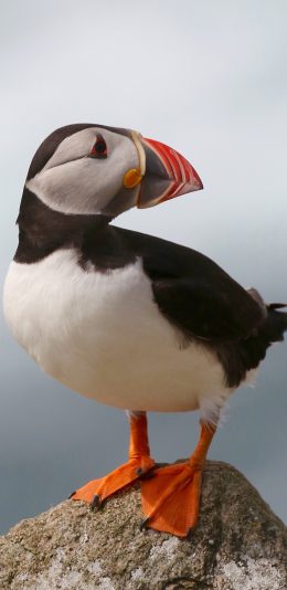 [2436x1125]禽类 鸟 北极海欧 苹果手机壁纸图片