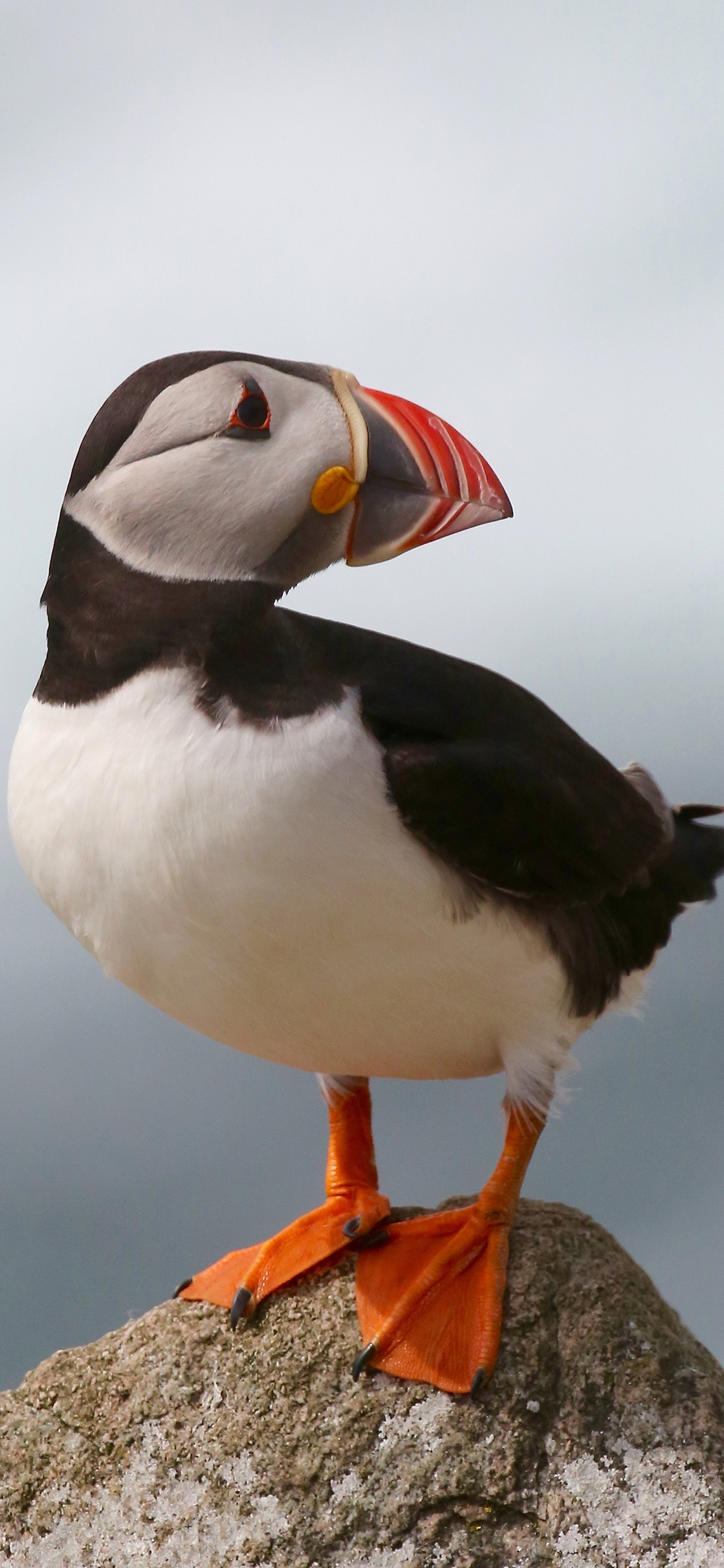 [2436×1125]禽类 鸟 北极海欧 苹果手机壁纸图片