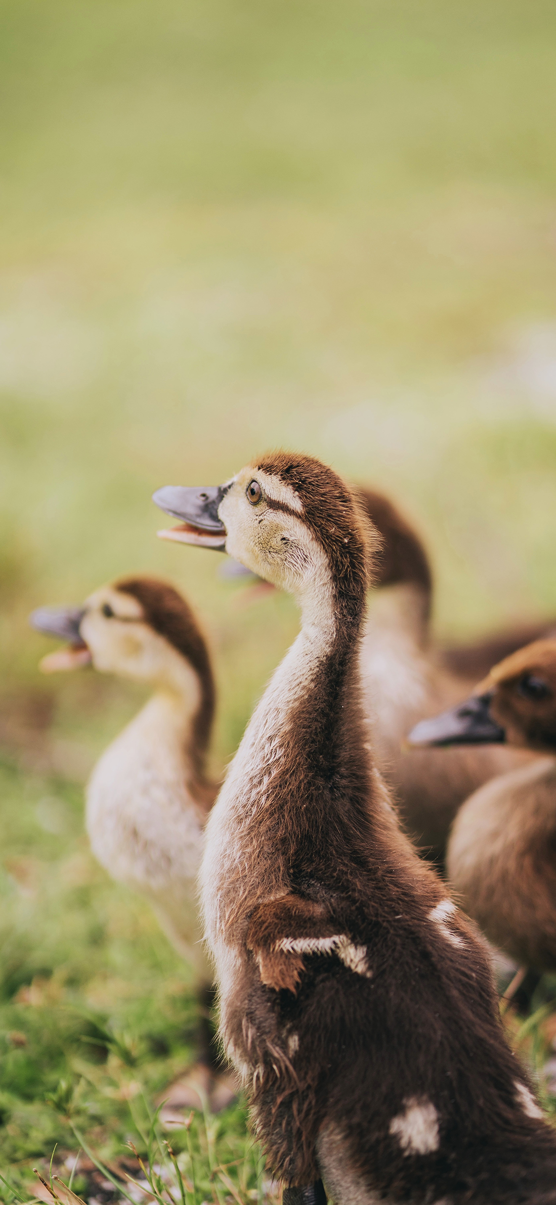 [2436×1125]禽类 鸭子 羽毛 草地 苹果手机壁纸图片