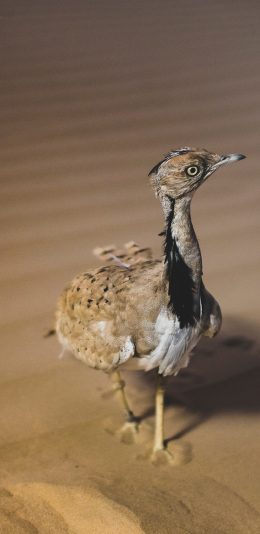 [2436x1125]秃鹰 沙地 禽类 羽毛 苹果手机壁纸图片