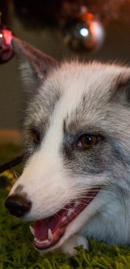 [2436x1125]稀有白狐狸 宠物 可爱 苹果手机壁纸图片