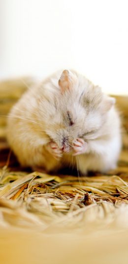 [2436x1125]稻草 垫子 宠物 仓鼠 苹果手机壁纸图片