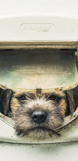 [2436x1125]窗口 狗头 宠物狗 可爱 苹果手机壁纸图片