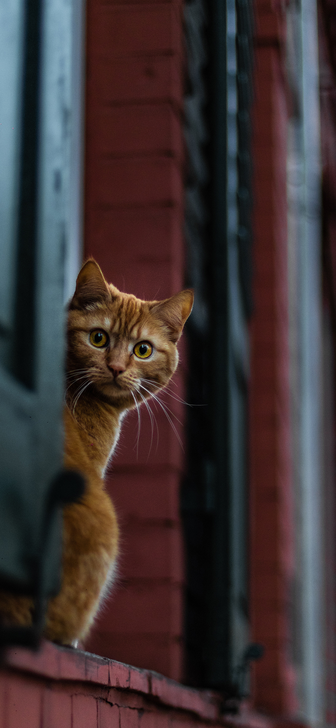 [2436×1125]窗台 宠物 猫咪 橘猫 苹果手机壁纸图片