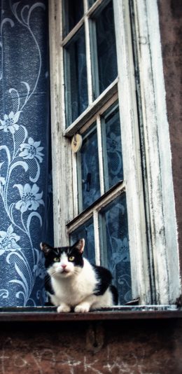 [2436x1125]窗台 宠物 猫咪 黑白 苹果手机壁纸图片