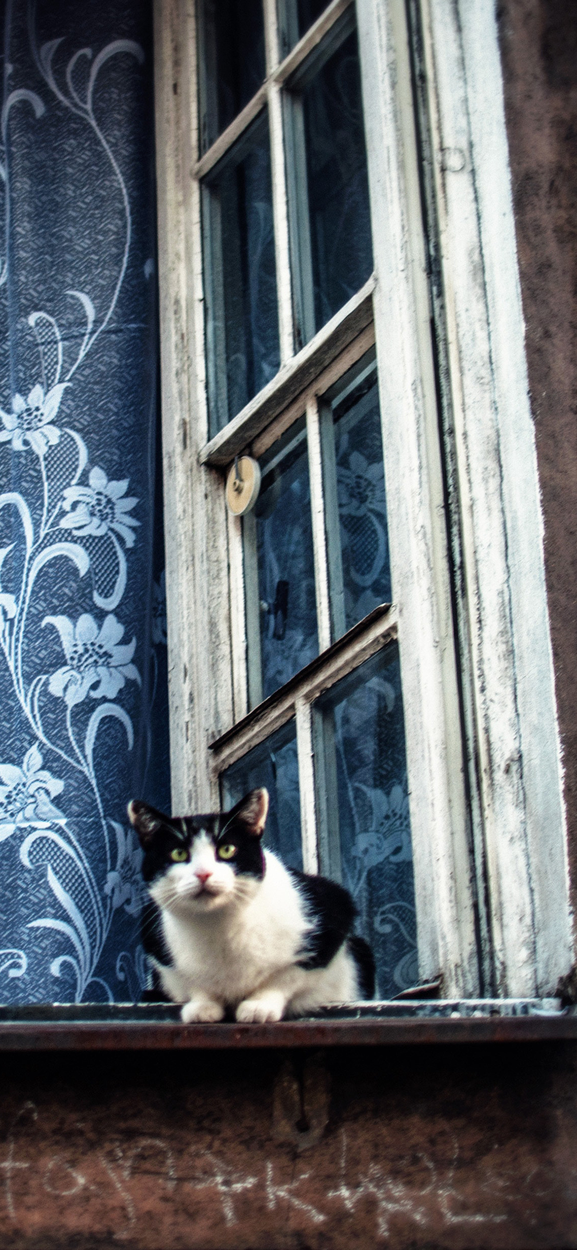 [2436×1125]窗台 宠物 猫咪 黑白 苹果手机壁纸图片