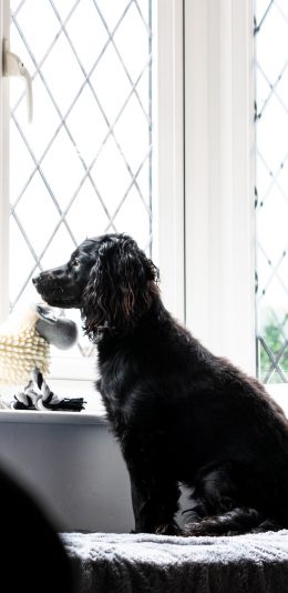 [2436x1125]窗台 宠物狗 汪星人 黑色 苹果手机壁纸图片