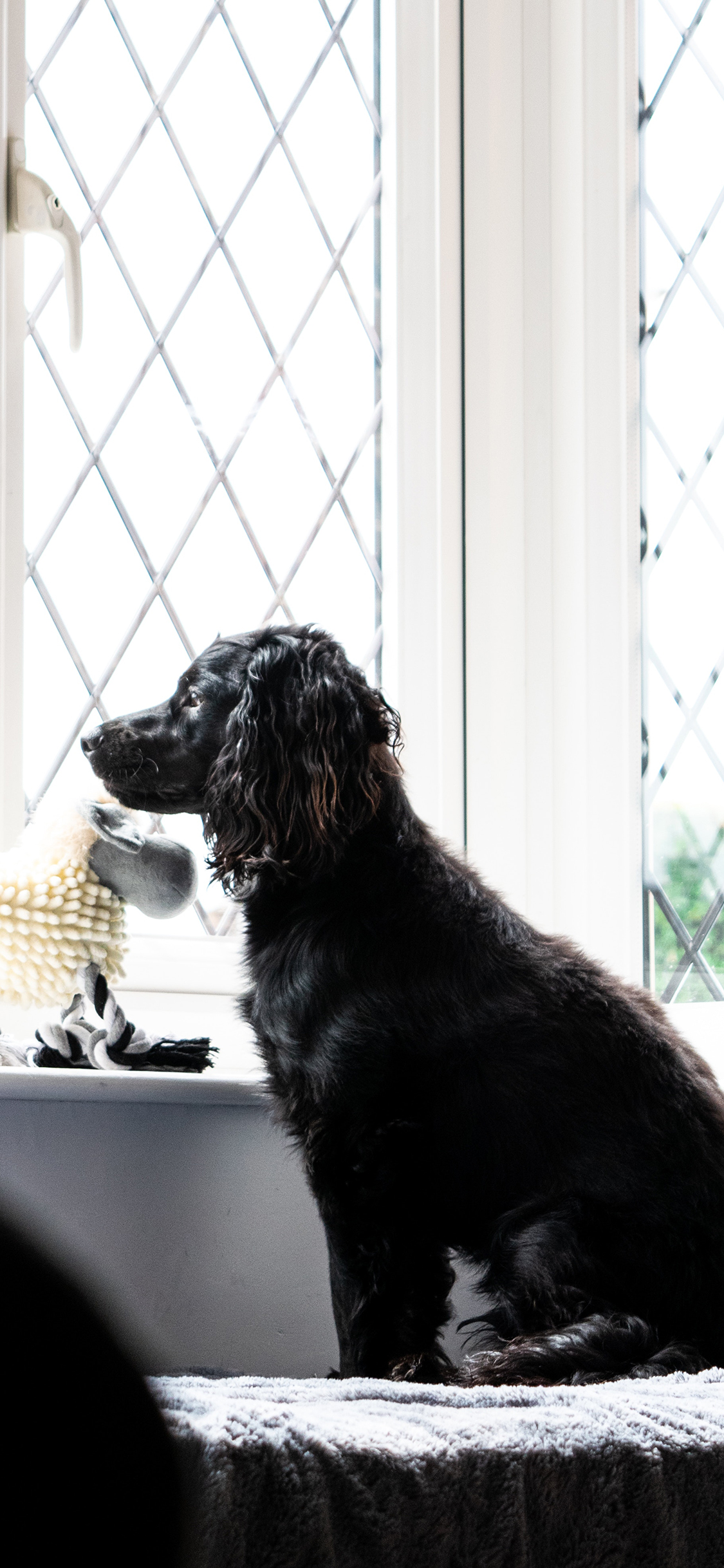 [2436×1125]窗台 宠物狗 汪星人 黑色 苹果手机壁纸图片