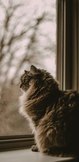 [2436x1125]窗台 猫咪 喵星人 宠物 苹果手机壁纸图片