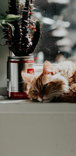 [2436x1125]窗台 盆栽 猫咪 慵懒 苹果手机壁纸图片