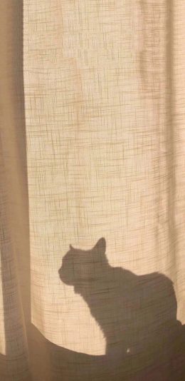 [2436x1125]窗帘 阳光 猫咪 影子 苹果手机壁纸图片