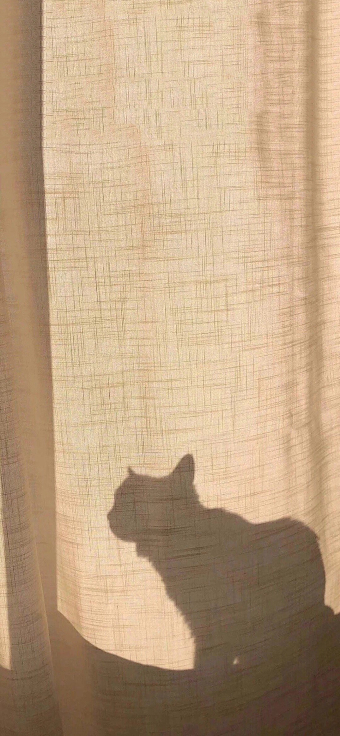 [2436×1125]窗帘 阳光 猫咪 影子 苹果手机壁纸图片