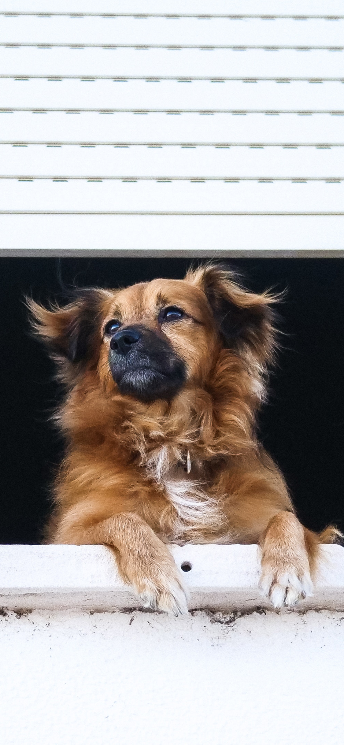 [2436×1125]窗户 宠物狗 汪星人 趴着 苹果手机壁纸图片