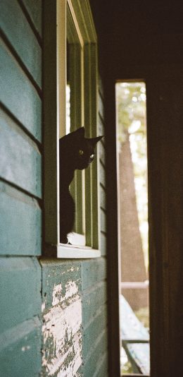 [2436x1125]窗户 猫咪 黑猫 喵星人 苹果手机壁纸图片
