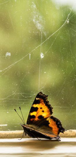 [2436x1125]窗户 蝴蝶 黄色 停留 昆虫 苹果手机壁纸图片
